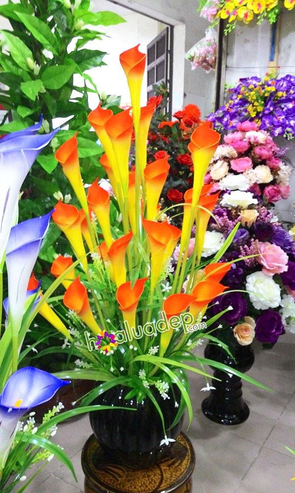 hoa rum cam - hoa lua - hoa gia