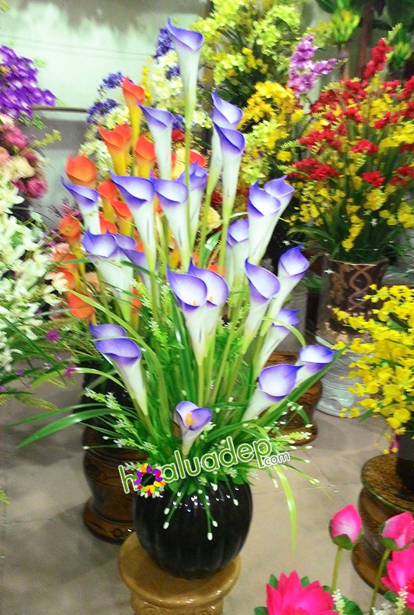 hoa rum - hoa gia - hoa lua dep