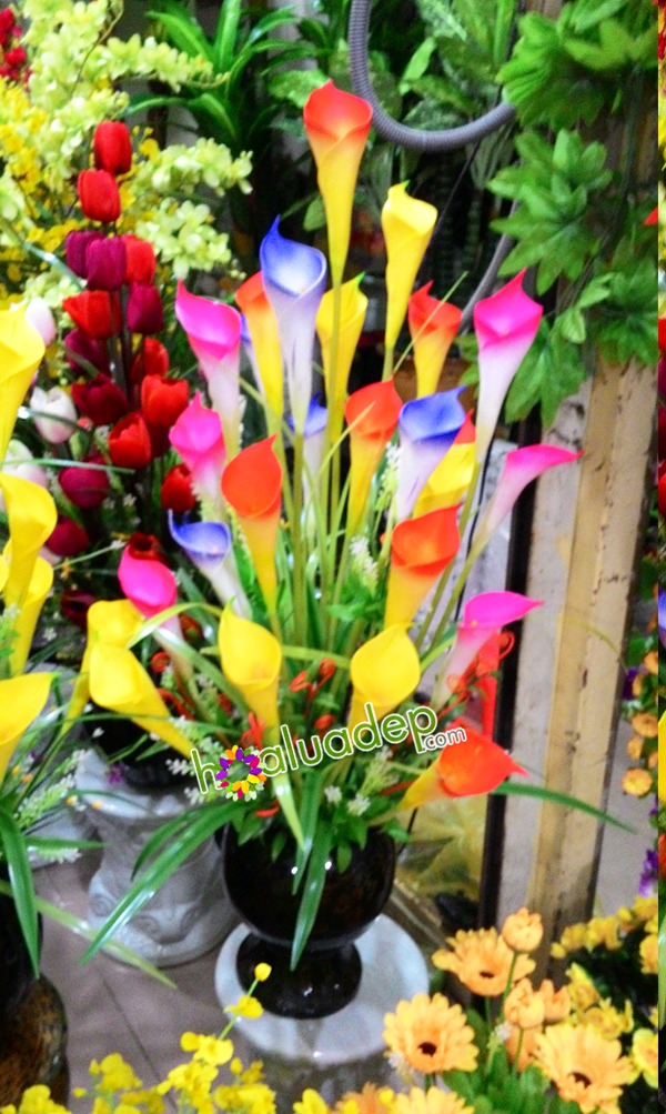 hoa rum - hoagia-hoalua